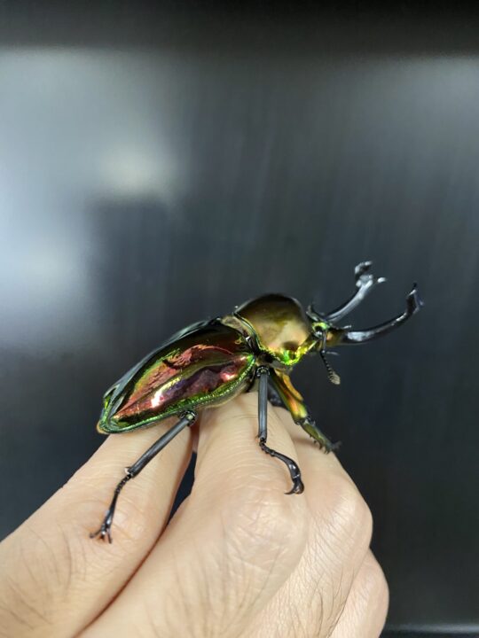 ニジイロクワガタのオス