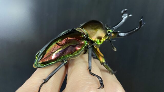 ニジイロクワガタ