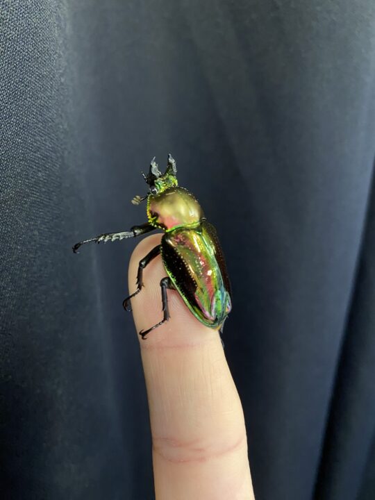 ニジイロクワガタのメス