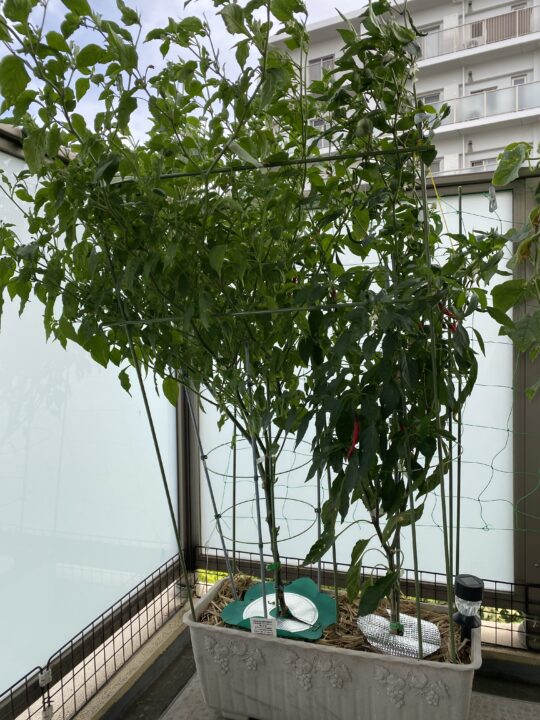 レモンドロップと日光とうがらし