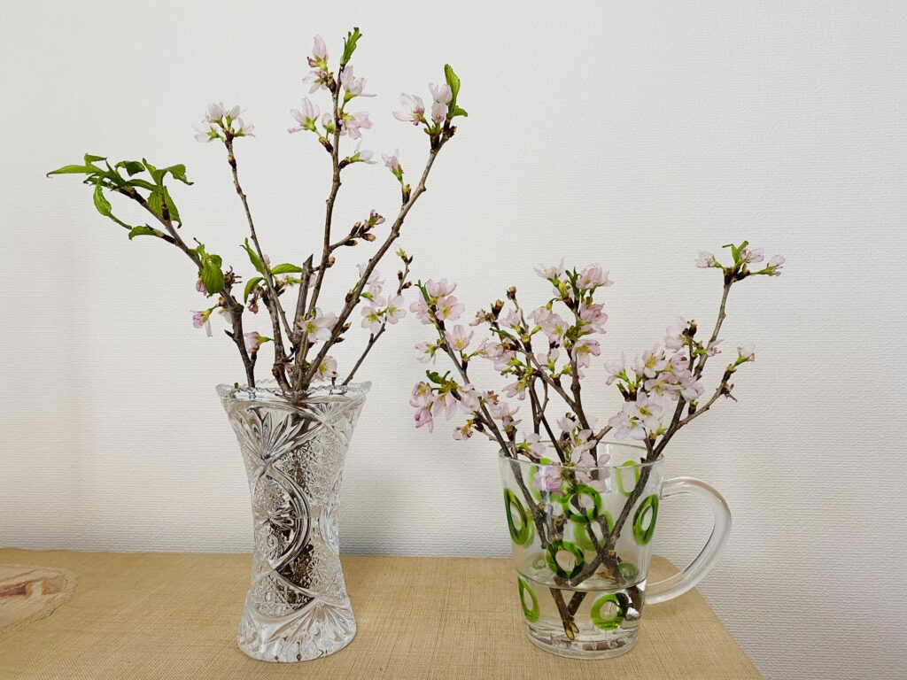 桜の挿し木にチャレンジ