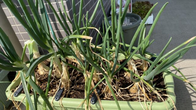 植え付けから半年以上経ったホーム玉ねぎ