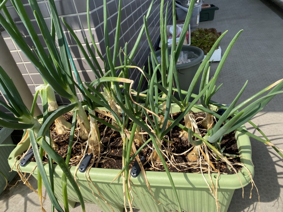 植え付けから半年以上経ったホーム玉ねぎ