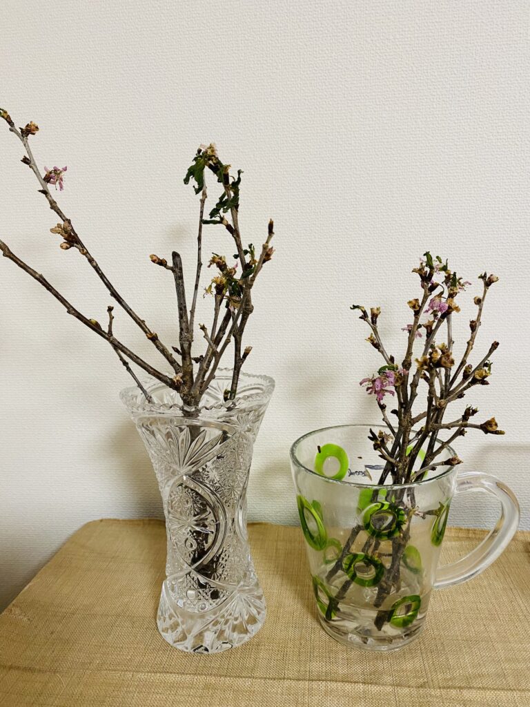 桜の盆栽を作るために桜の挿し木を作ろうと