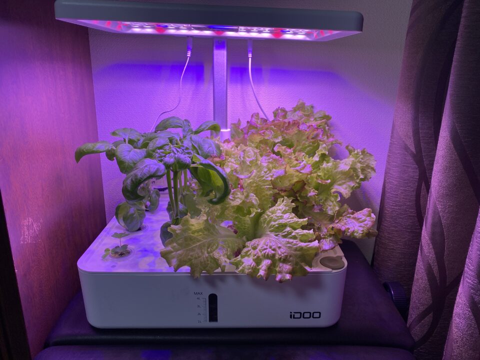 左前は、あまおうが発芽
他はバジルとレタス
いずれも種から発芽