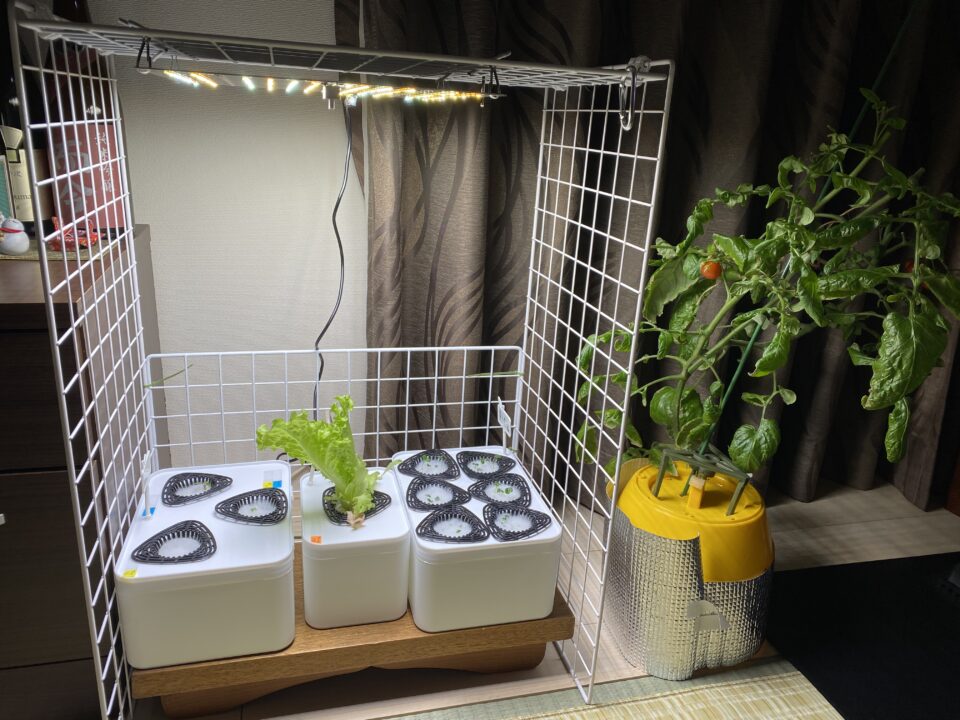 左からいちご発芽、レタス、青じそ