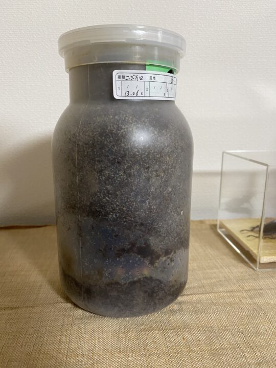 菌糸瓶で育てたニジイロクワガタの幼虫が羽化