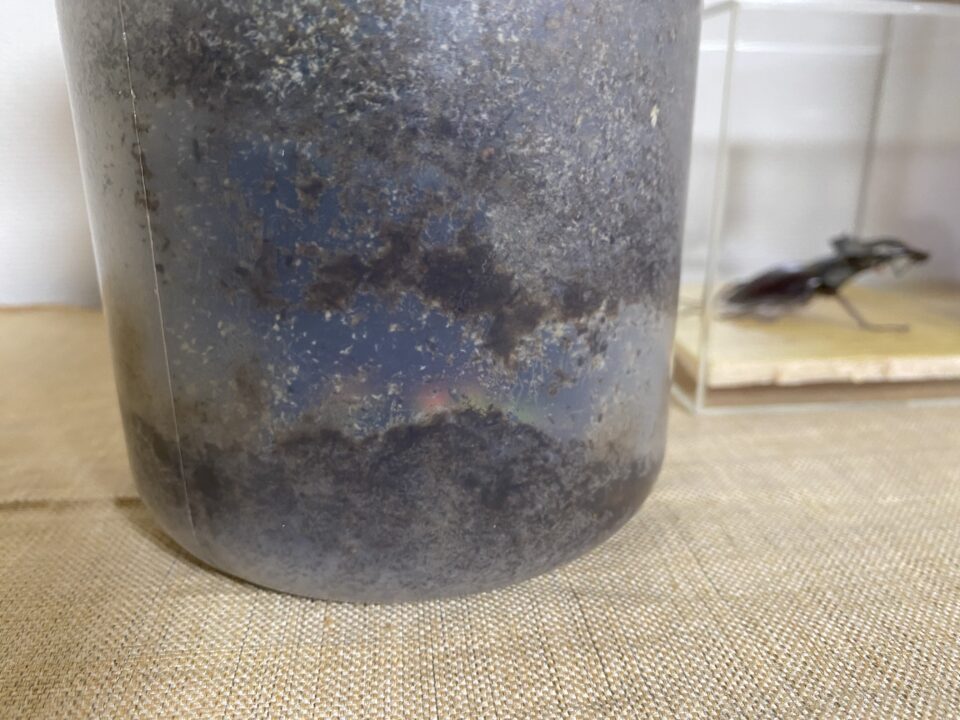 ニジイロクワガタが羽化