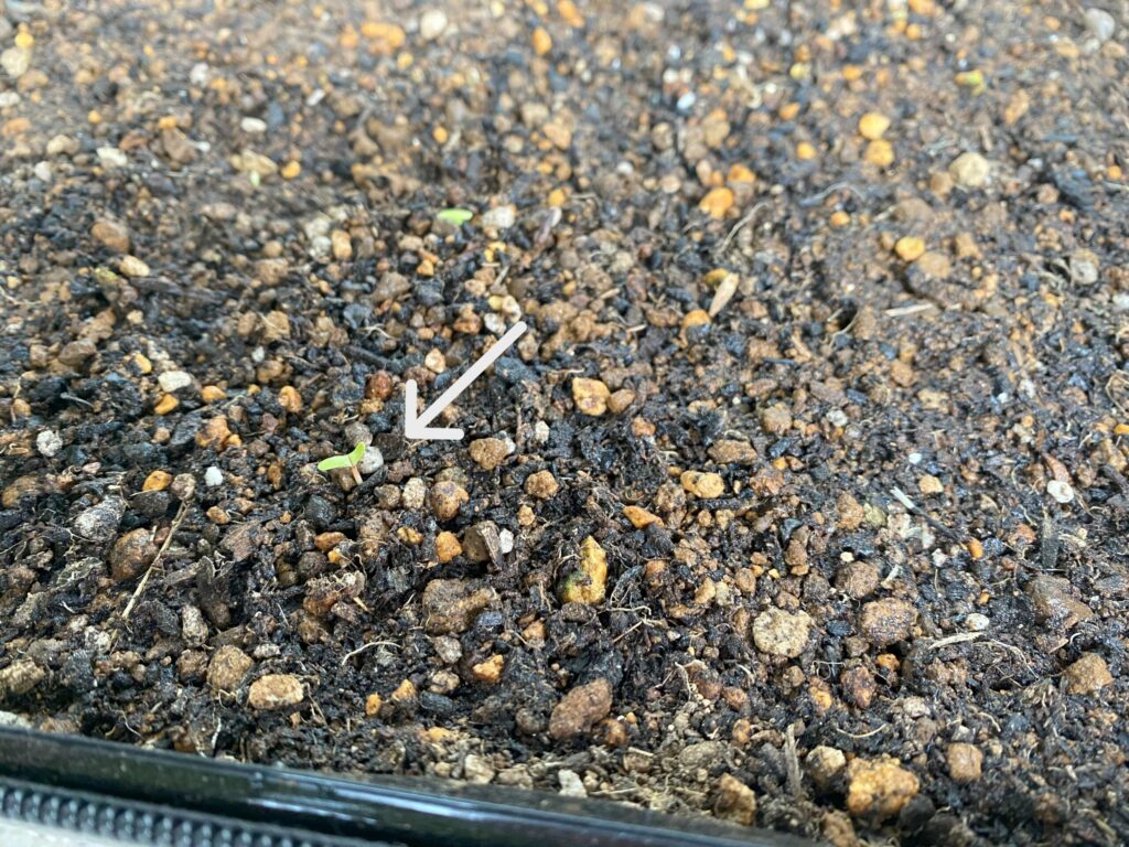 種まきから５日後、発芽しました。マリーゴールドの芽