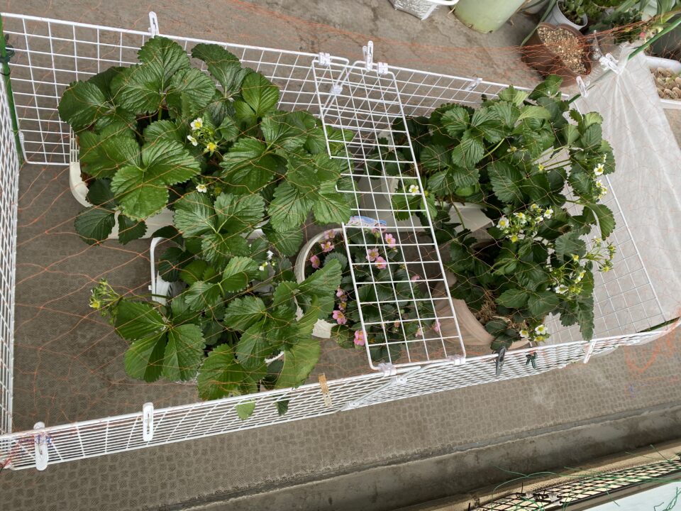 ピンクの花はラブベリー
白が東京おひさまベリー