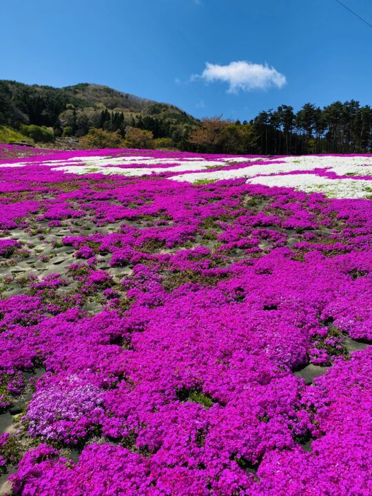 ジュピアランドひらたの芝桜