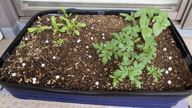 スーツケース再利用したミニ花壇からぞくぞくと発芽