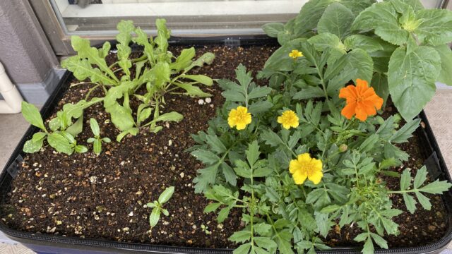 スーツケースミニ花壇開花