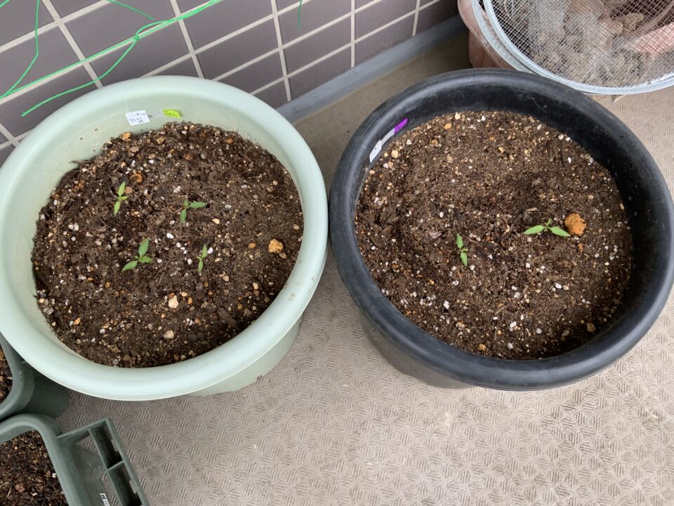 食べて美味しかったトマトの種の発芽に成功したので植え付け