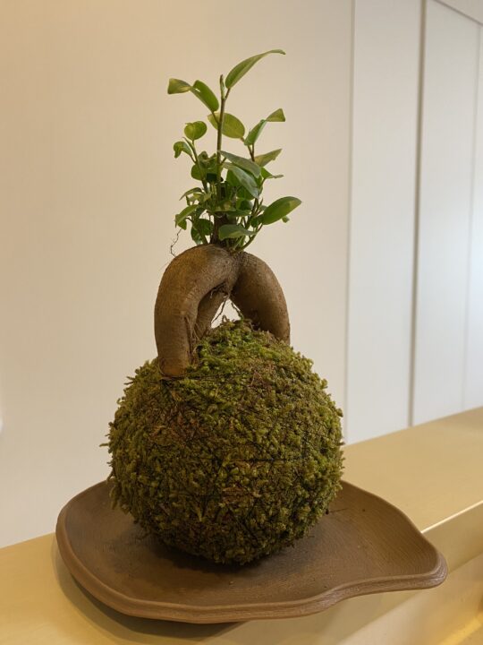 苔玉盆栽のガジュマル