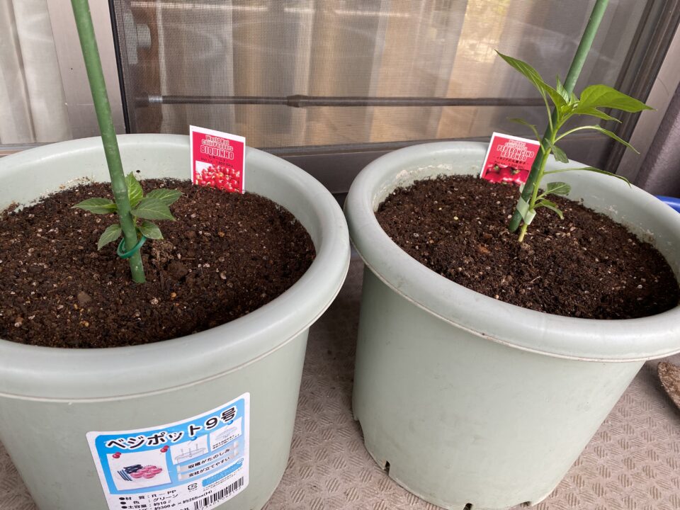 ビキーニョとイタリアの丸唐辛子の苗の植え付け