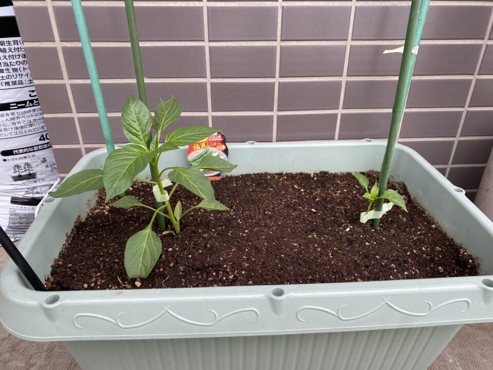 福耳ジローとピーマンの苗の植え付け