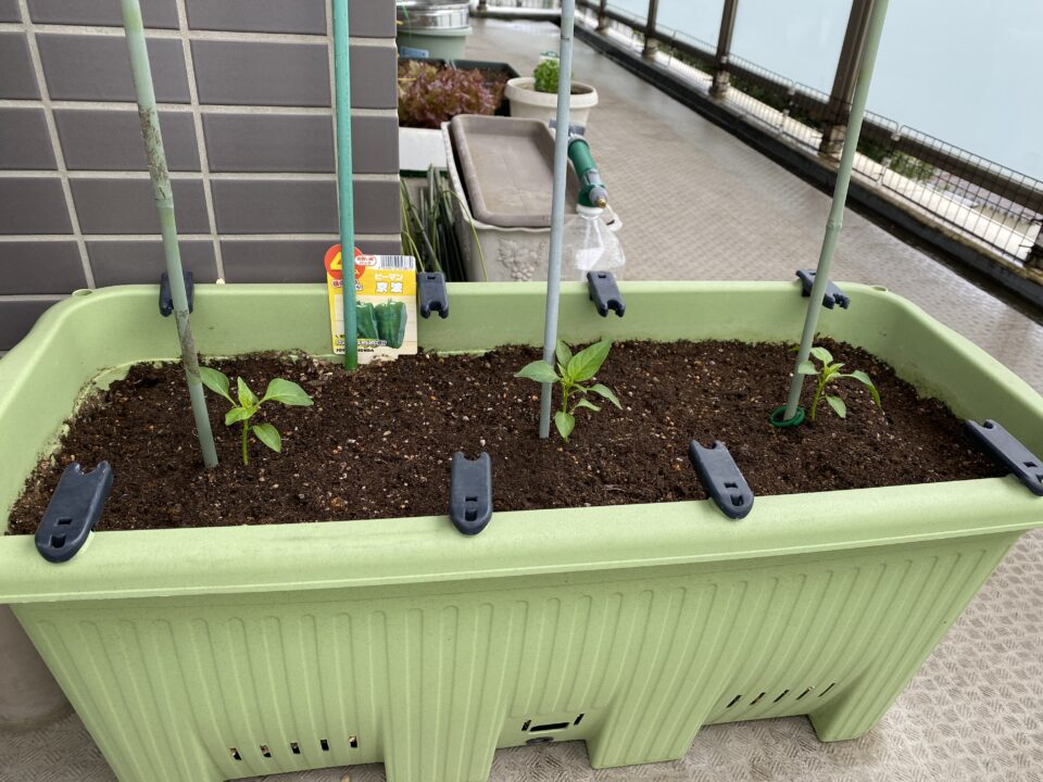 ピーマンの苗の植え付け
