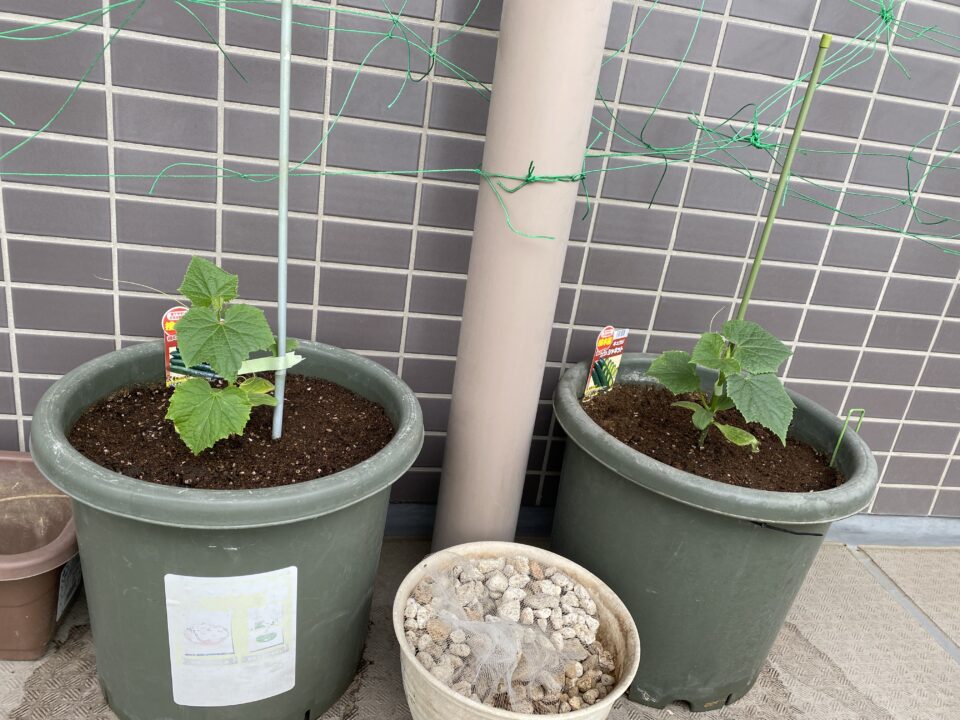 きゅうりの苗の植え付け時の様子