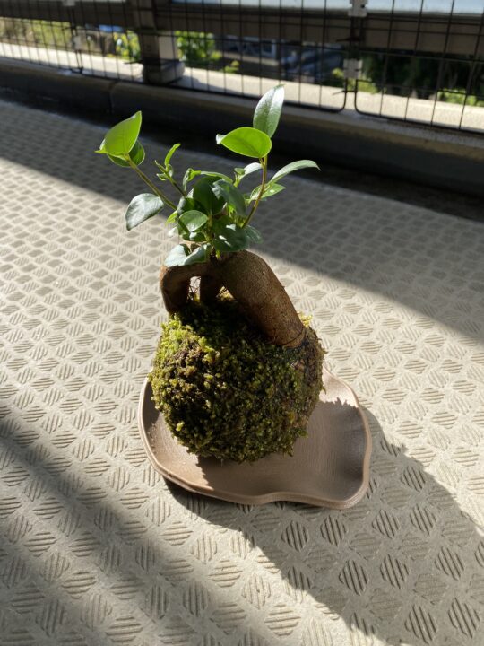 日光浴をする苔玉 ガジュマル