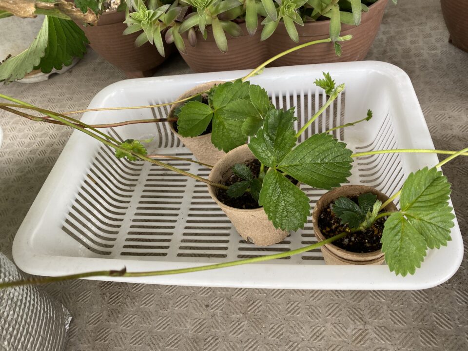東京おひさまベリーは、ランナーをのばして株を増やしたい