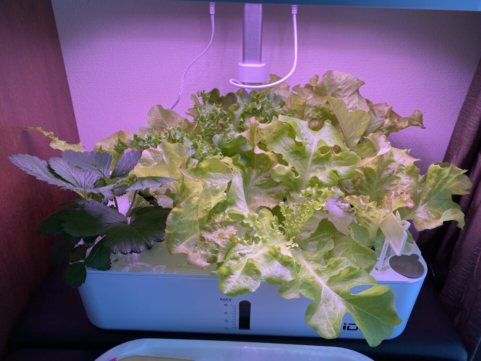室内水耕栽培のレタス