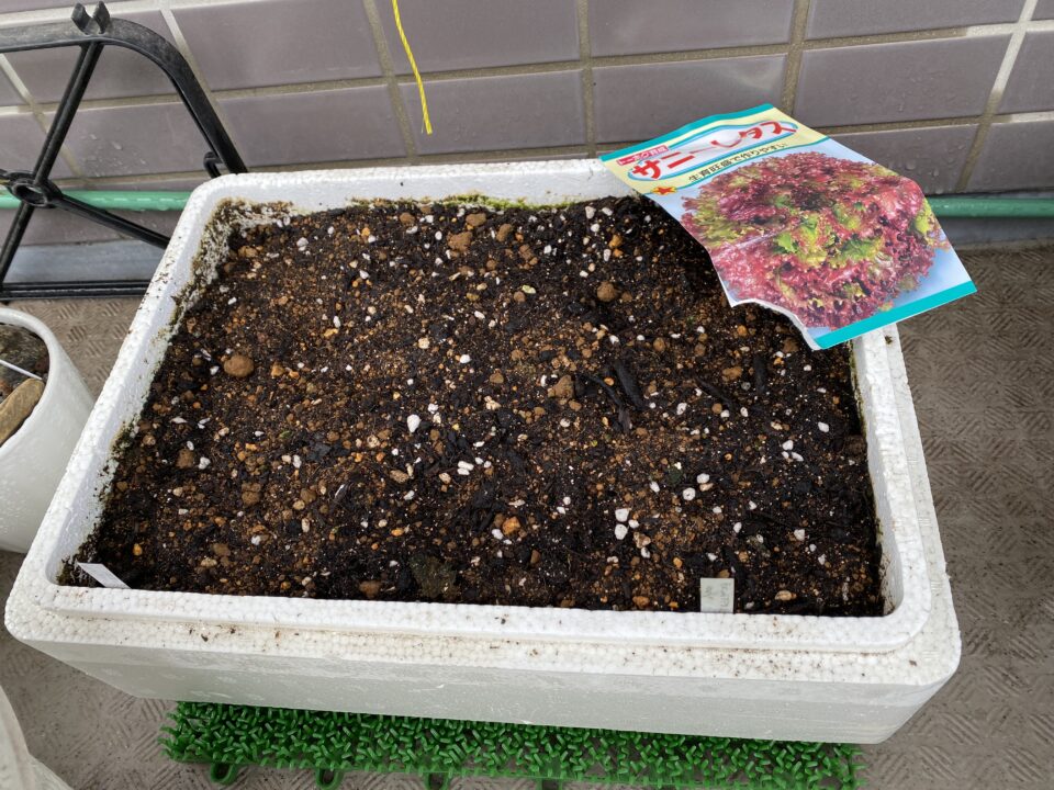 発泡スチロール再利用でサニーレタス栽培