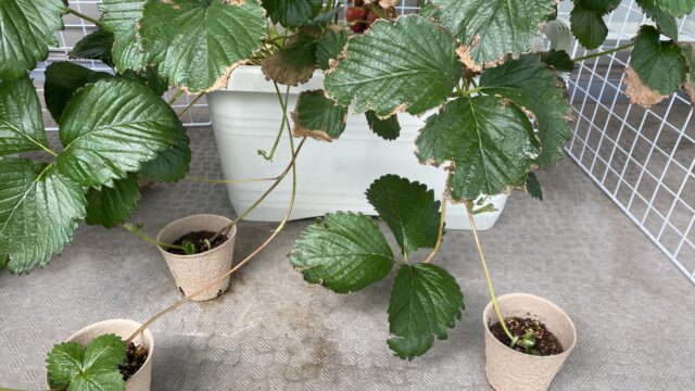 どんどんランナーをのばす東京おひさまベリー
