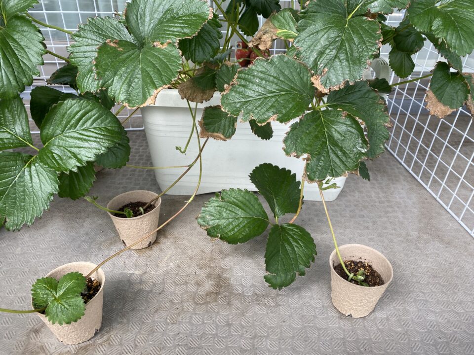 東京おひさまベリーの株を増やす方法
