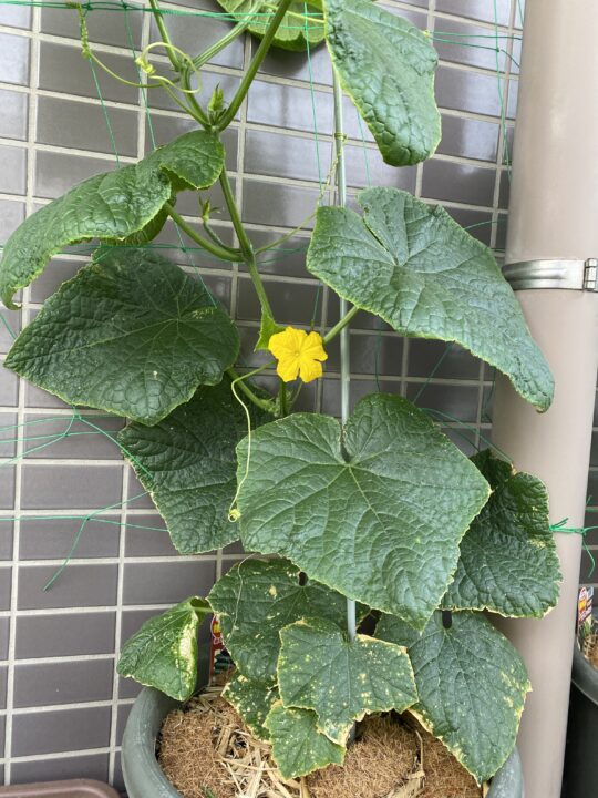 夏すずみきゅうりが一カ月でこんなに成長