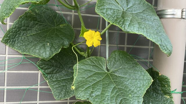 夏すずみきゅうりの開花