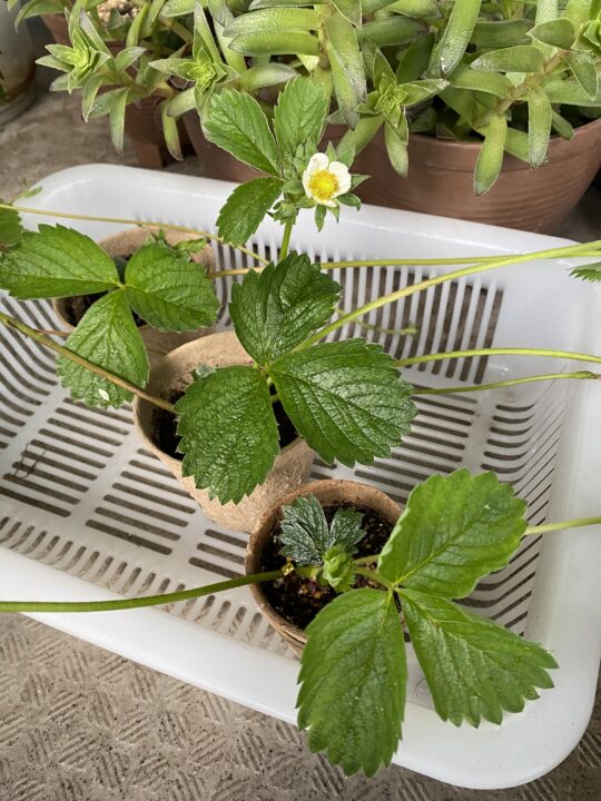 いちごのランナー株から花が咲きました