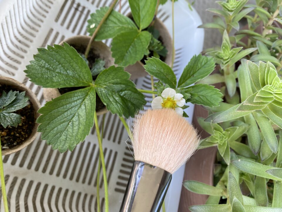 いちごの受粉、丁寧に筆でぽんぽん