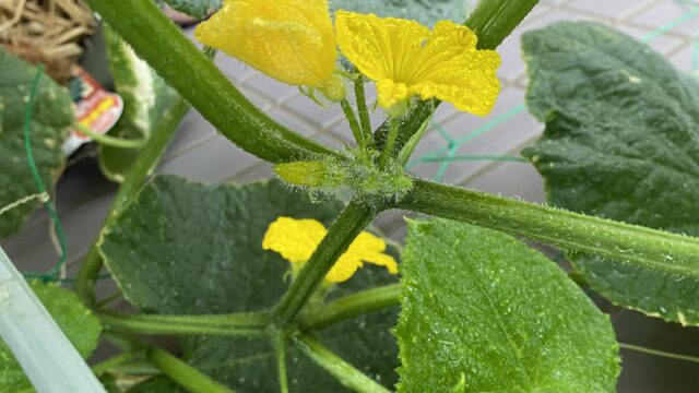 きゅうりの花