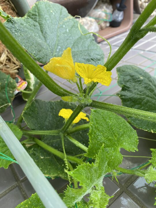 きゅうりの花