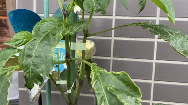 一番花は摘み取る