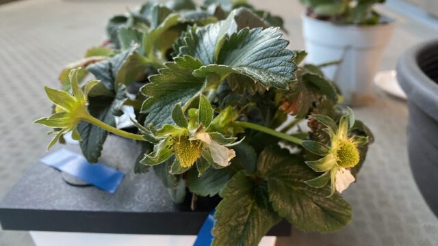 ベランダ水耕栽培いちごが開花