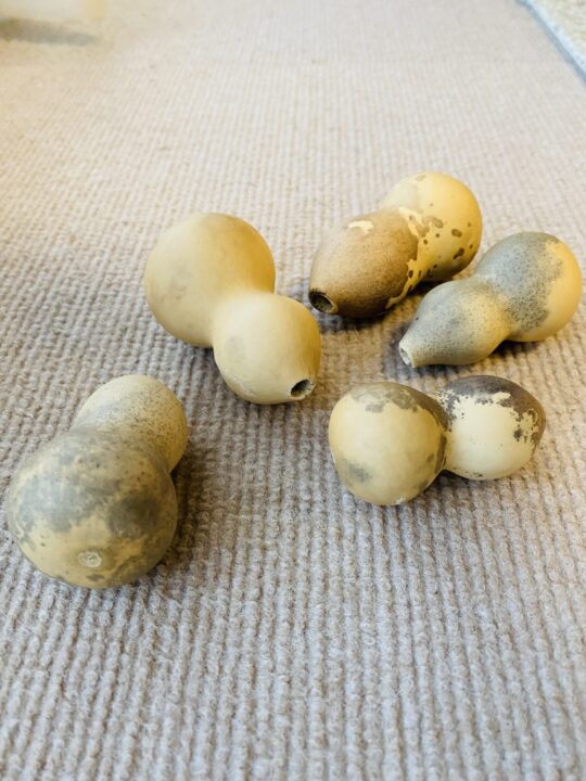 ベランダで栽培して乾燥させた、大小さまざまなひょうたん