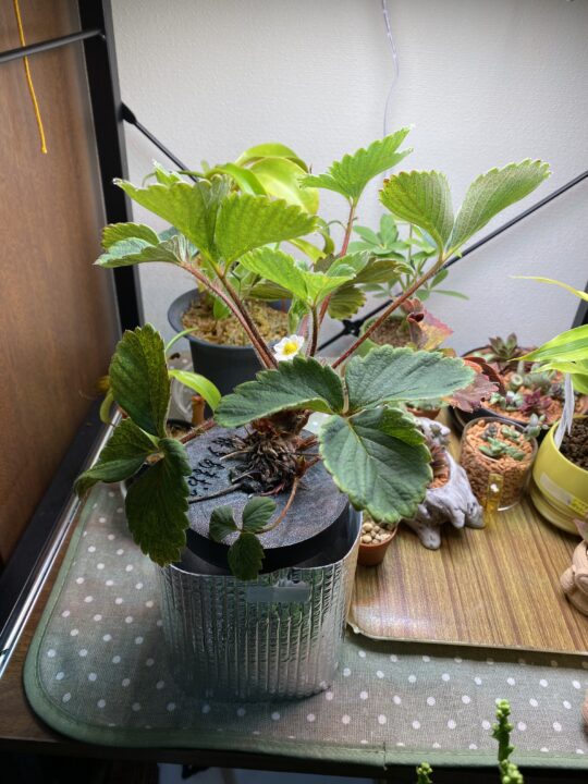 3Dプリンターで作った博多あまおう用カップ