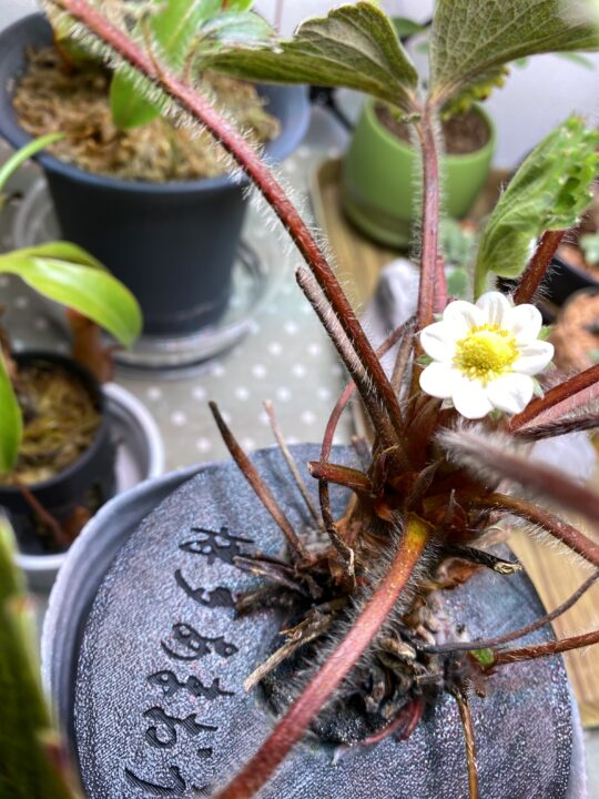 水耕栽培で開花した博多あまおうの白い花