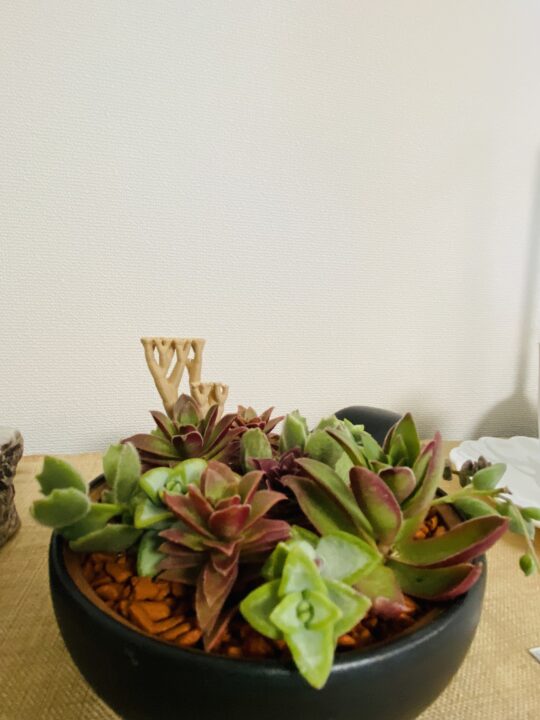 多肉の寄せ植えと廃材アクセサリーのコラボ