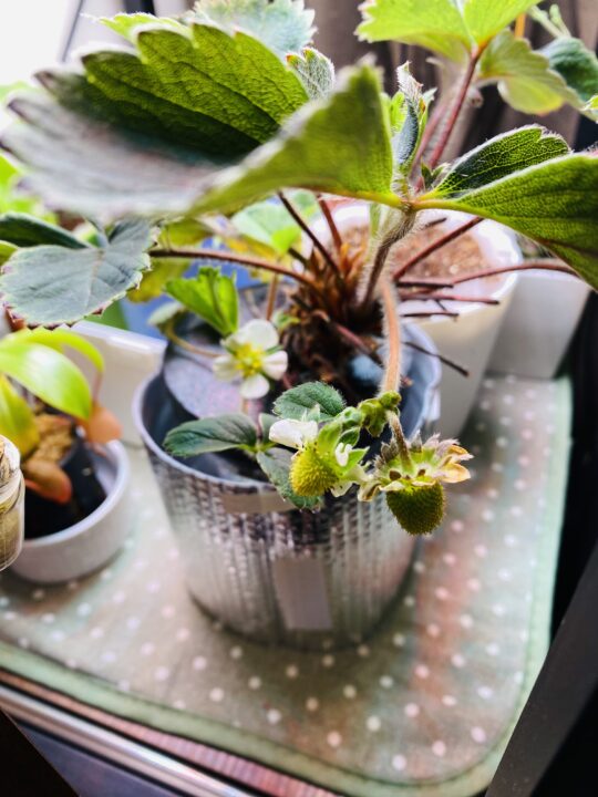 種から育てた博多あまおうの水耕栽培で花が咲いた