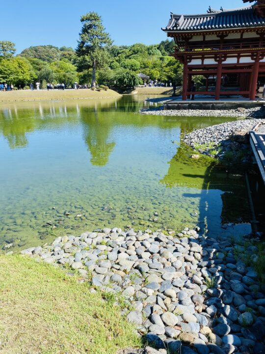 平等院鳳凰堂のほとりの水は抹茶色