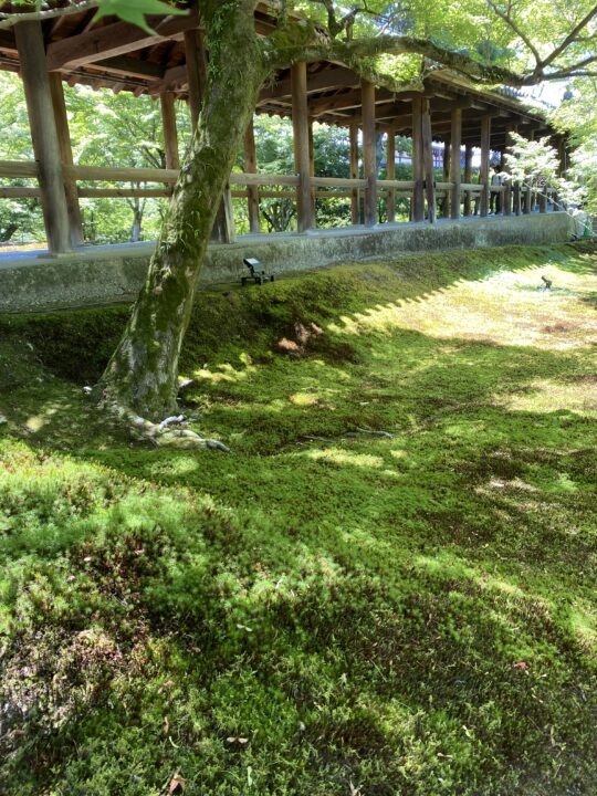 東福寺のスギゴケ