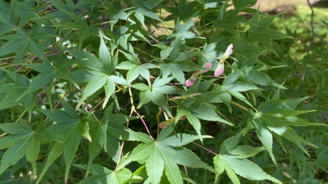 東福寺のもみじ