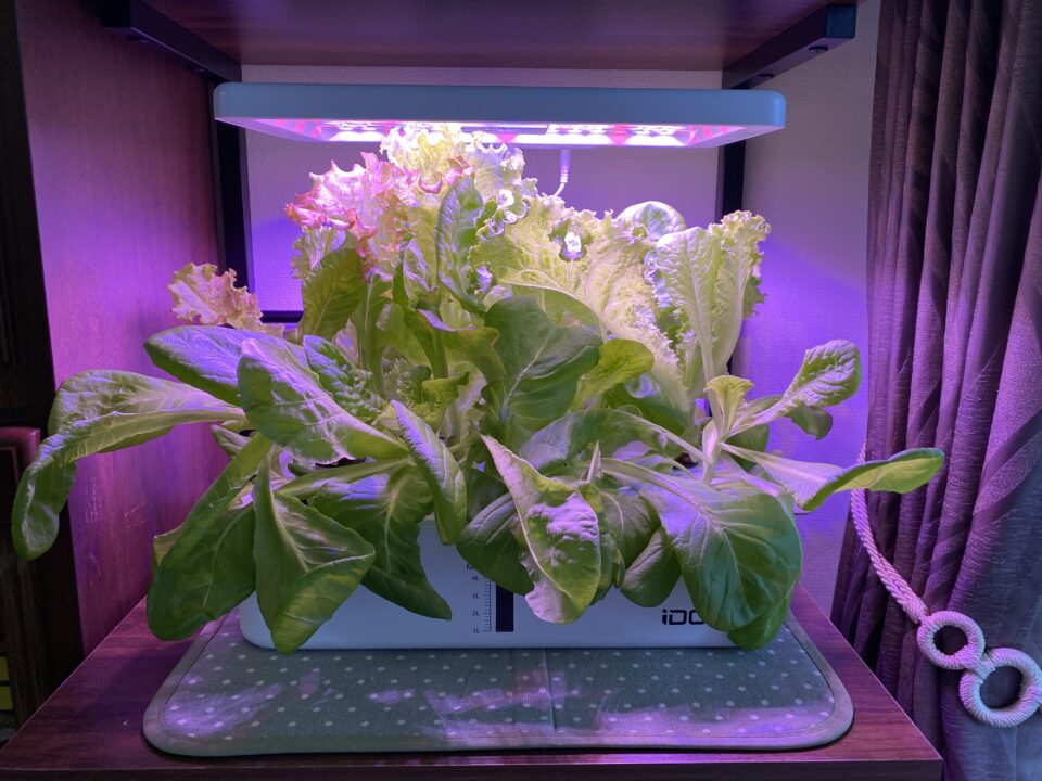 水耕栽培のレタスが生い茂っている様子