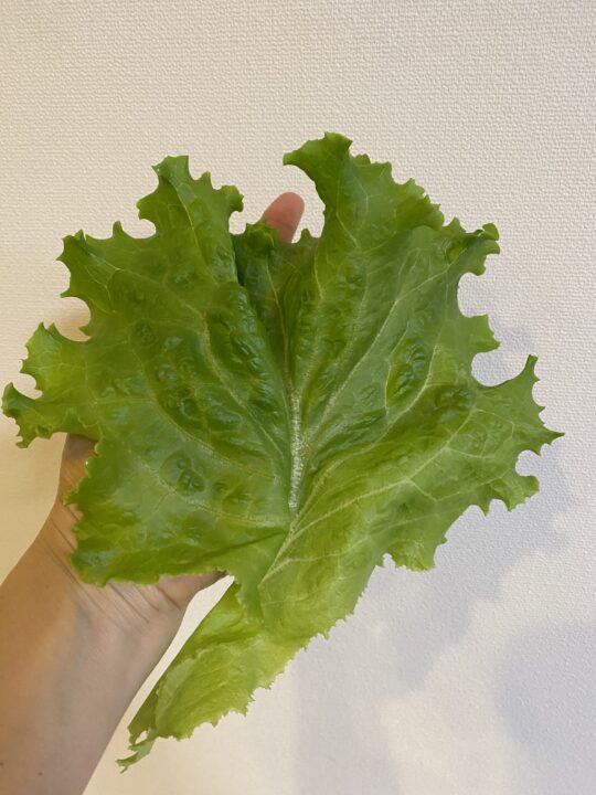 水耕栽培のレタスの大きな葉