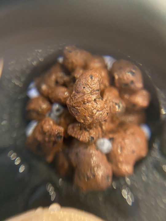 バジルの種まき後すぐ