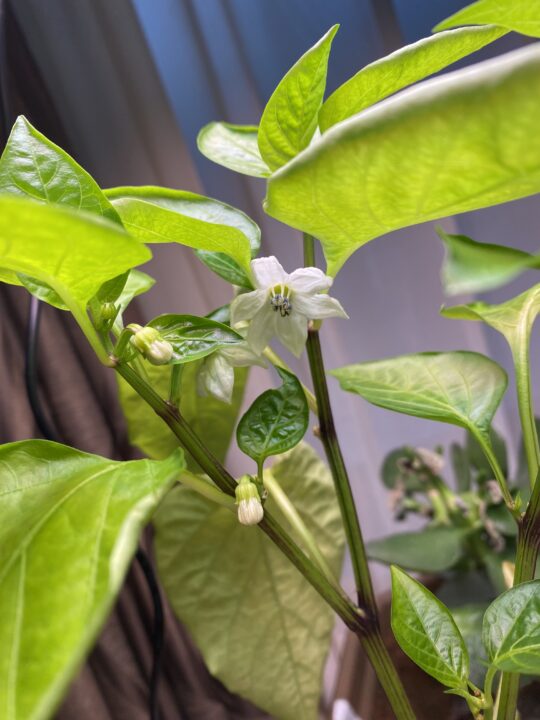 ダイソーのスイートペッパー開花