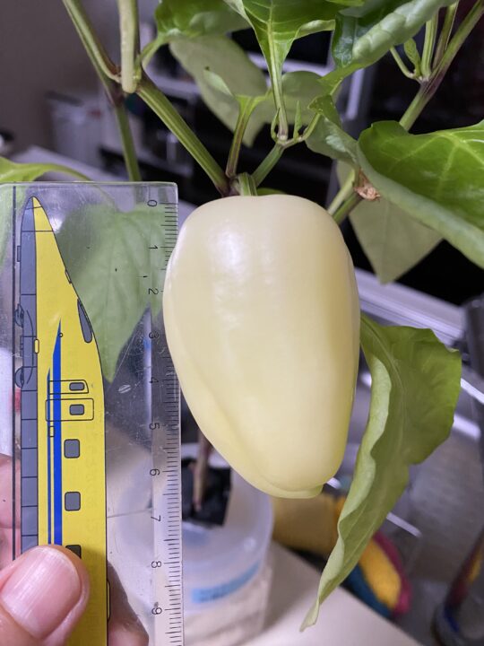 室内で育てたダイソー300円スイートペッパー